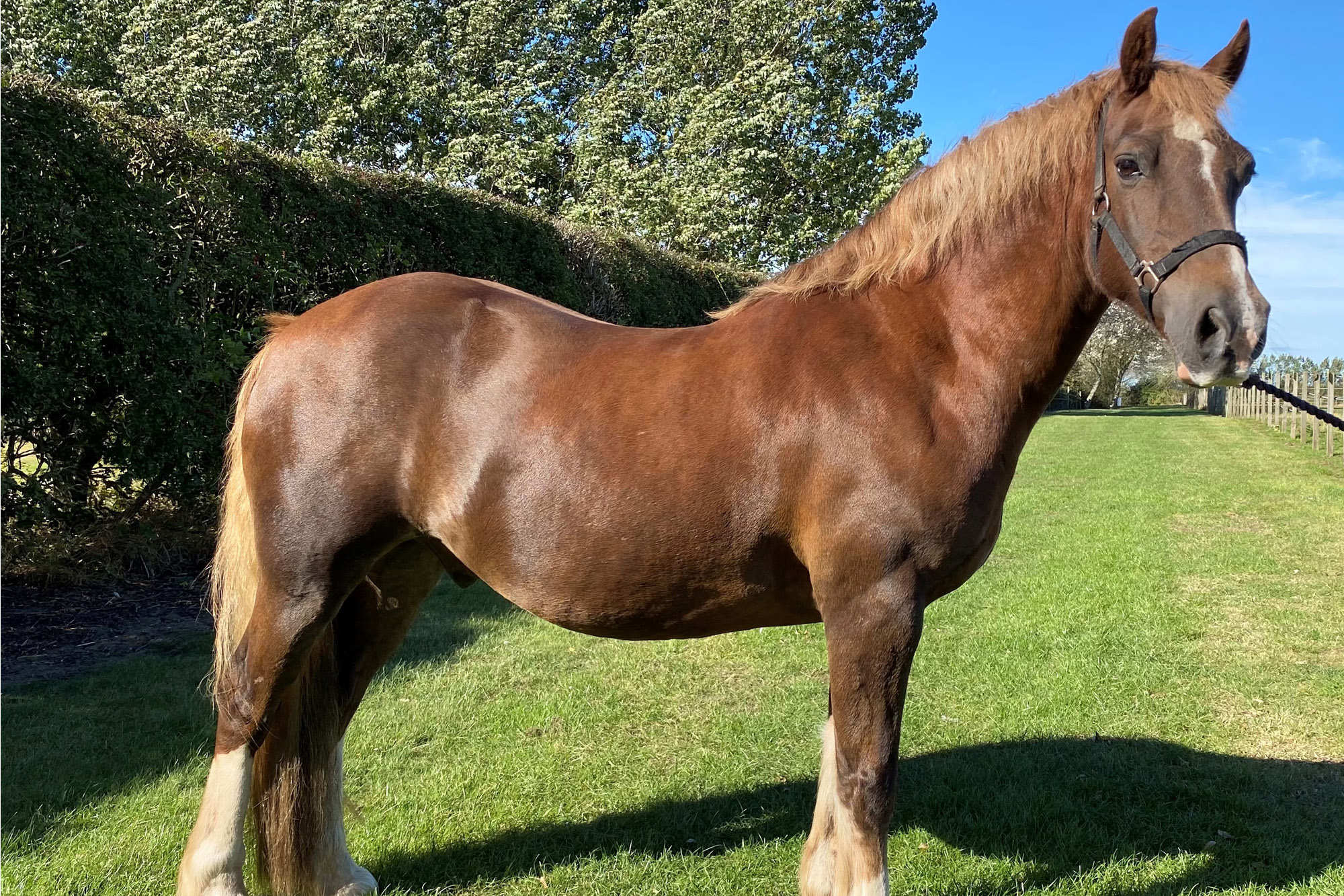 Ilar Braveheart (Cracker)
