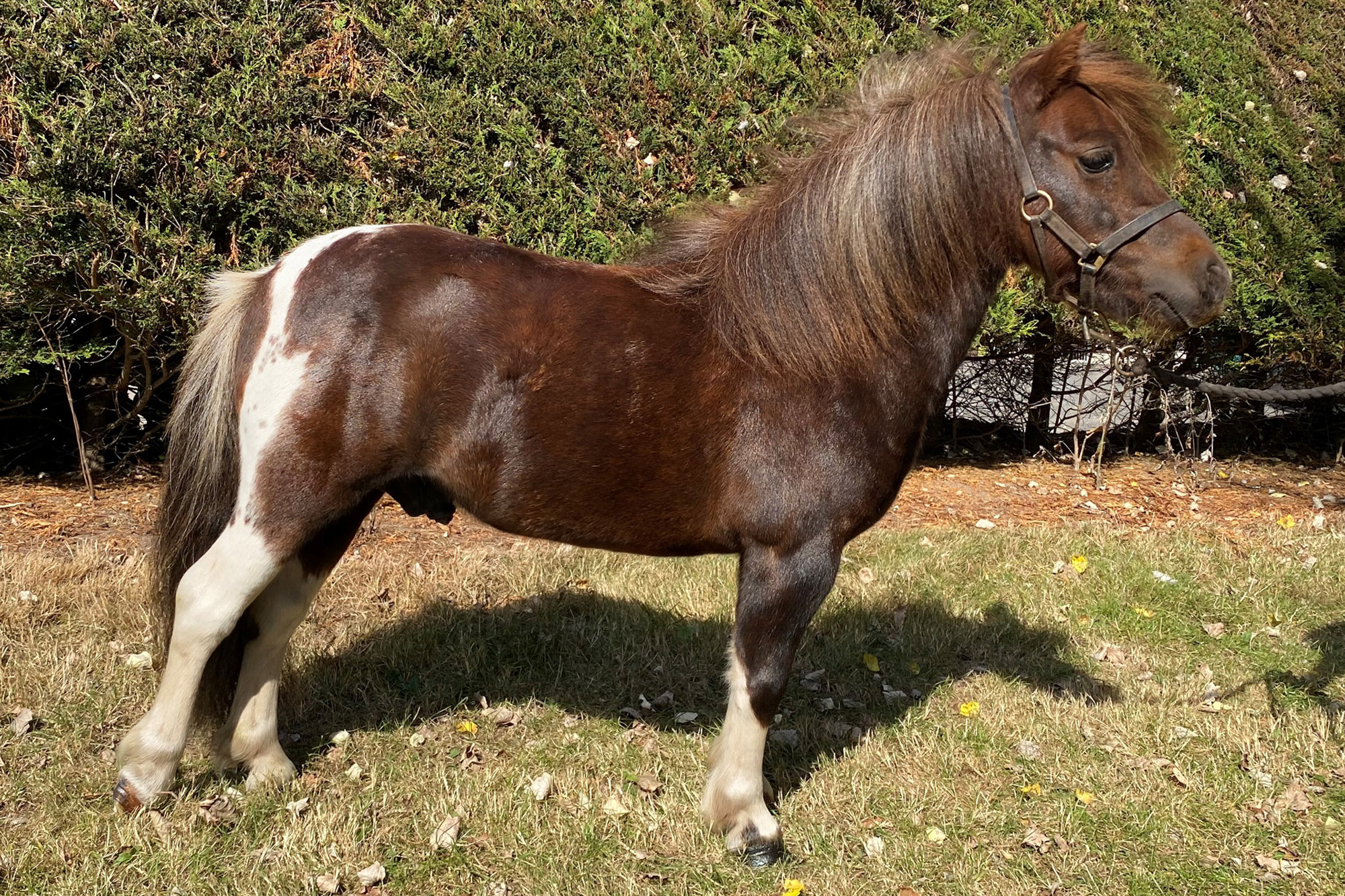 Jasper